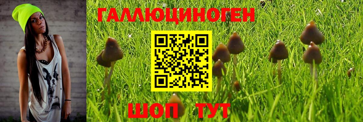 Свободный  Галлюциногенные грибы Psilocybe  Вход с VPN 